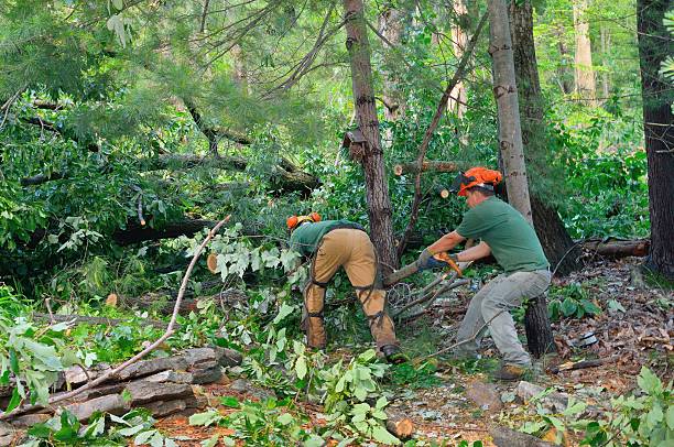 The Steps Involved in Our Tree Care Process in Shady Side, MD